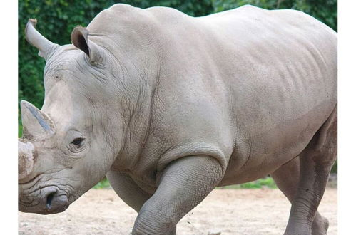 Photo 19 - The Rhinos 2