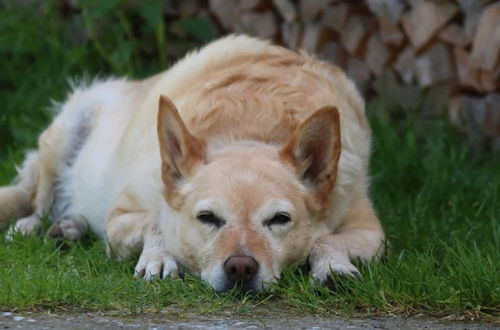 Photo 15 - Cosy Holiday Flat in Pinzgau - We Love Pets