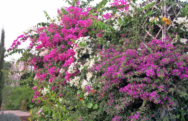 Le Jardin aux Etoiles - Foto 43