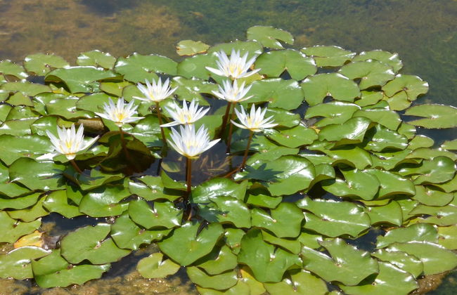 Le Jardin aux Etoiles - Foto 65
