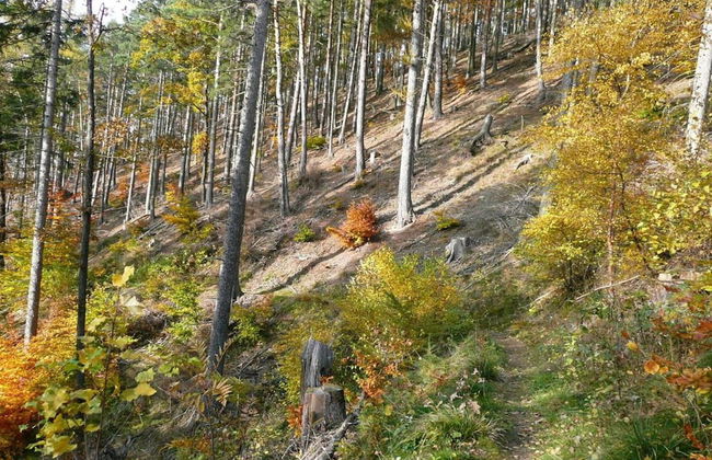 Meadow View Cottage in Winterstein Thuringia near Ski Area - Foto 32