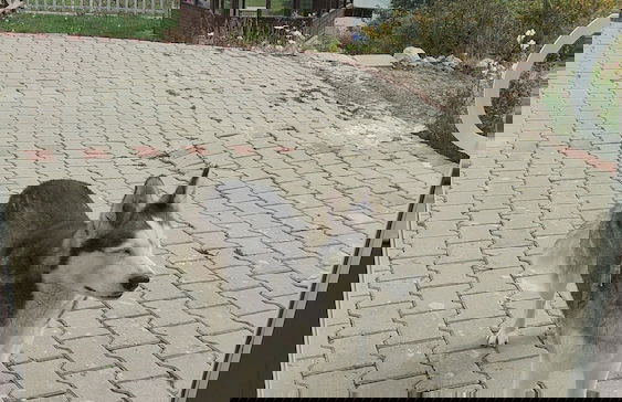 Villa Devor - Photo 34