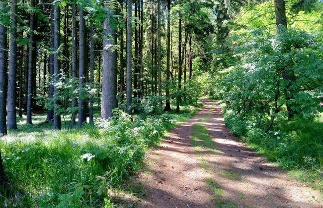 Forest Escape With Garden - Foto 32