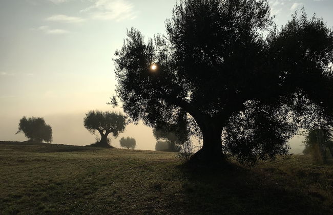 Historic House With Swimming Pool, Barbecue, gym in Senigallia - The Quercia - Foto 39