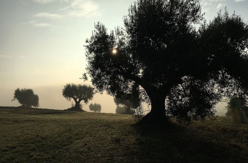 Photo 20 - Casale Villasofia Senigallia - il Gelso