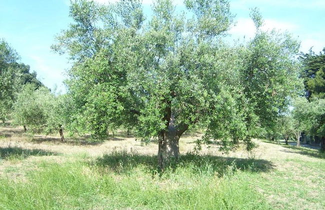 The Italian Countryside - Agriturismo Collina Delle Streghe - Foto 6