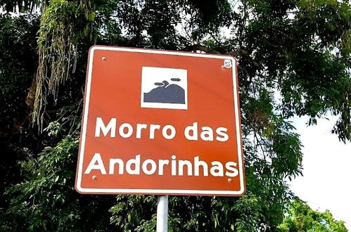 Photo 37 - Andorinhas