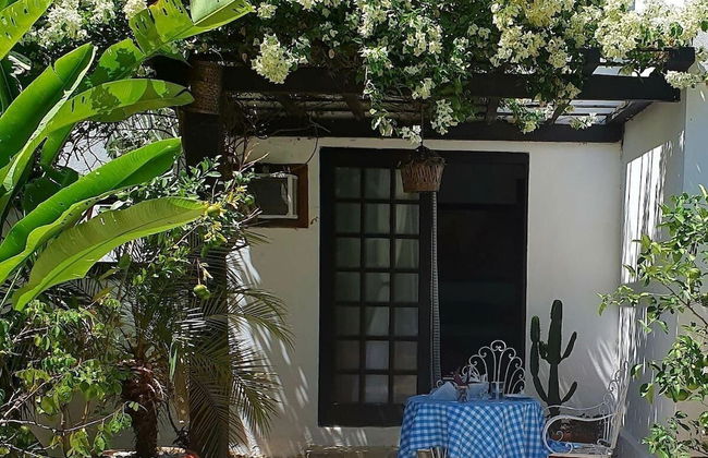 Andorinhas - Foto 41