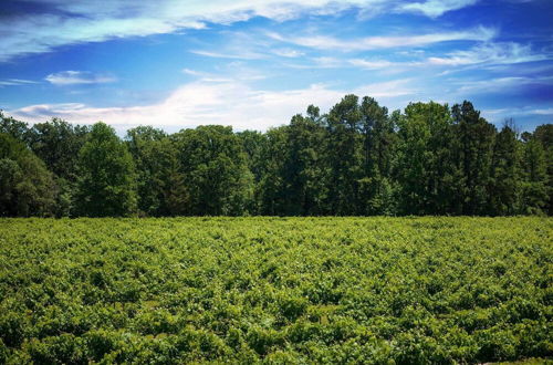 Photo 8 - Blue Jay Cottage' - Pittsburg Studio on Winery