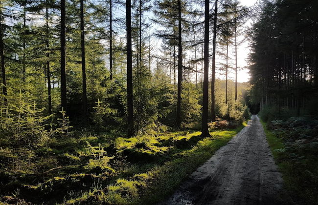 Semi-detached Bungalow with Dishwasher near Veluwe - Foto 39