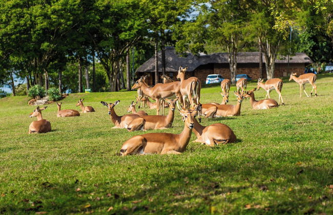 Kruger Park Lodge Unit No. 308 - Foto 42