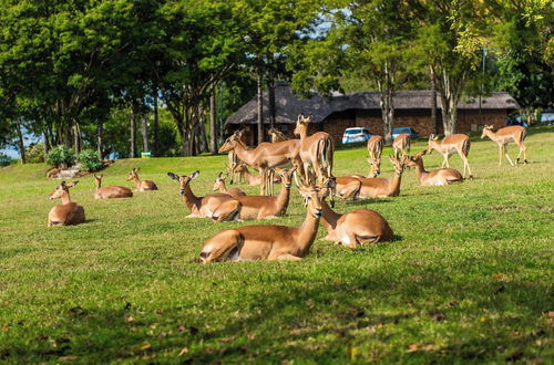 Foto 42 - Kruger Park Lodge Unit No. 308