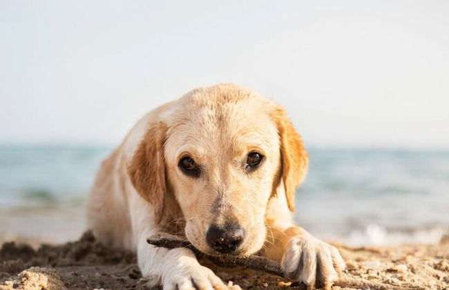 Fordebrise Modern Retreat - Foto 28