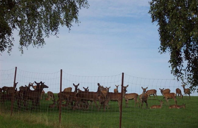 Holiday Home Sterl in Eppenschlag - Photo 10