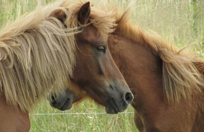 Historic Farmhouse in Hohnebostel With Garden Near Lake - Foto 73