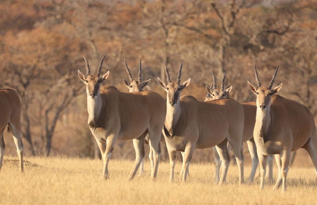 Waterberg Cottages - Foto 32