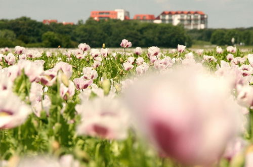 Photo 25 - Charming Flat in Zeeland With sea View