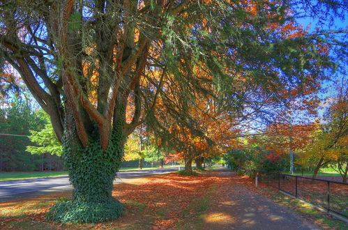 Photo 49 - Chestnut Tree Holiday Apartments