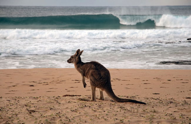 Pebbly Beach Shacks - Foto 12