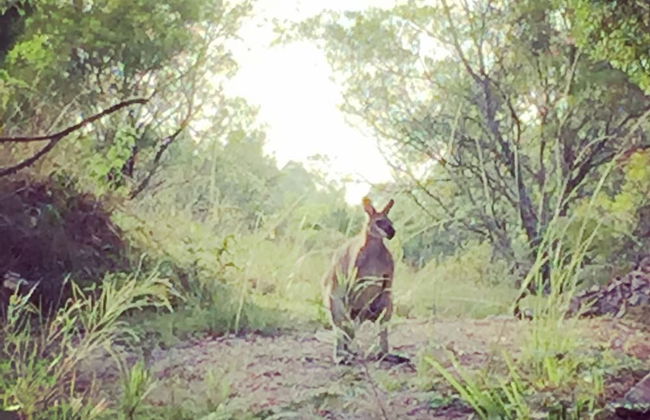 Bluegums Cabins Barrington Tops - Foto 65
