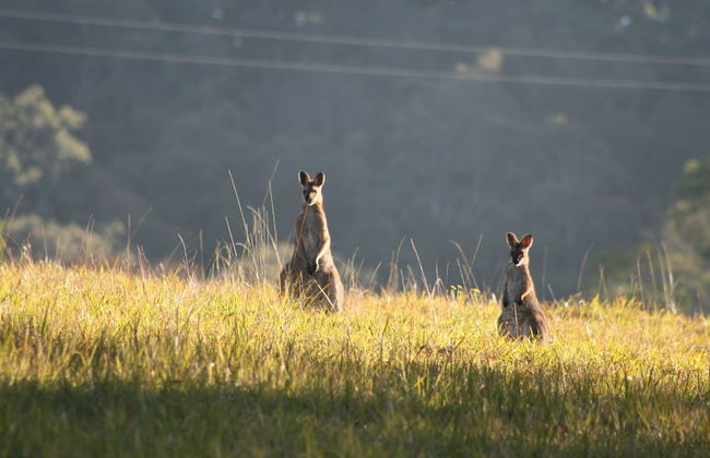 Bluegums Cabins Barrington Tops - Foto 71