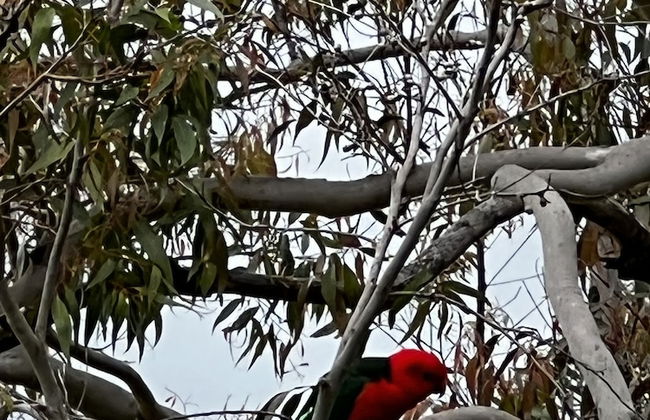 Bluegums Cabins Barrington Tops - Foto 69