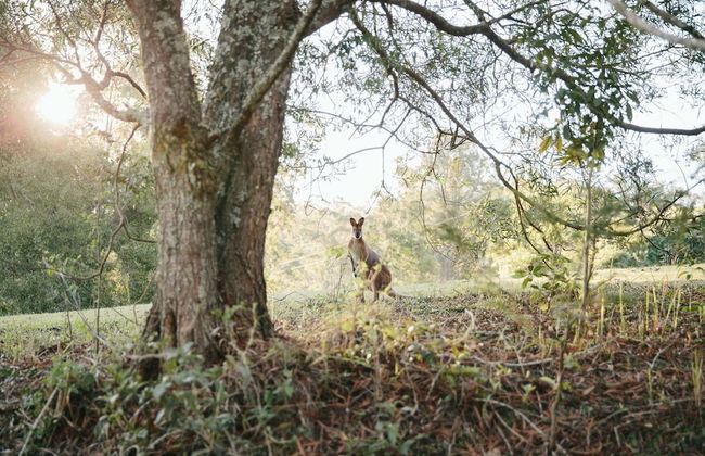 Bluegums Cabins Barrington Tops - Foto 60