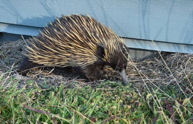 Bluegums Cabins Barrington Tops - Foto 66