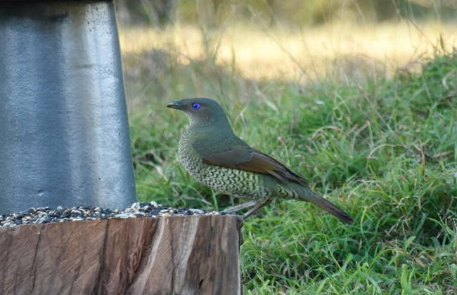 Bluegums Cabins Barrington Tops - Foto 67