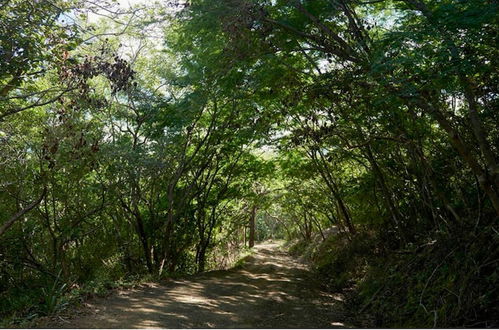 Photo 18 - Jungle House- Natural Ocean View Cabin