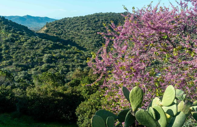 Casa Cedro in Luddui - Foto 29