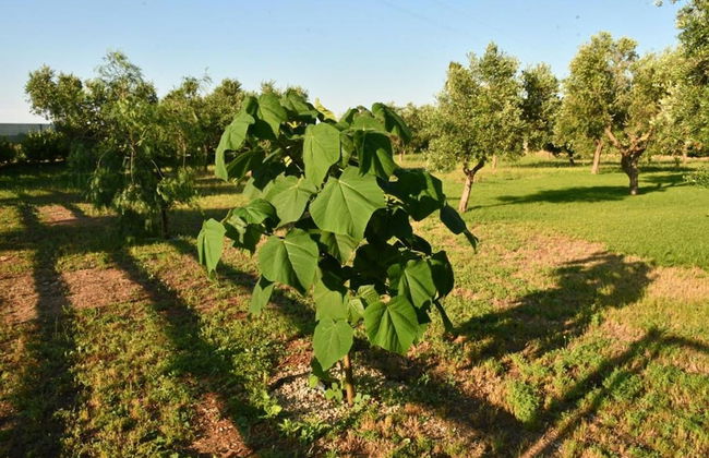Tenuta Corano Nardò - Foto 32