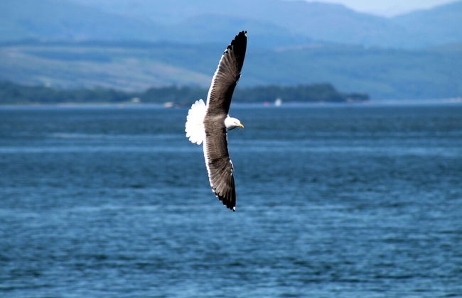 Cozy Coastal Apartment in Historic Port Glasgow - Foto 25