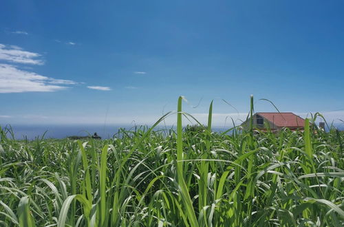 Photo 1 - Canhas Residence I by Madeira Sun Travel