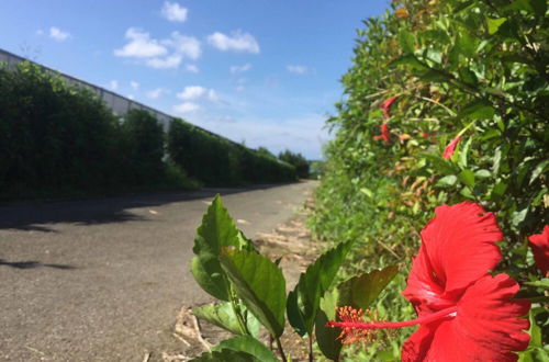 Photo 22 - Matayoshi Coffee Farm