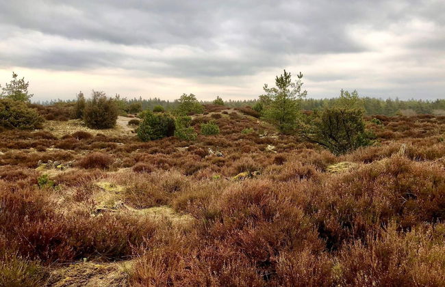 5 Person Holiday Home in Grindsted - Foto 9