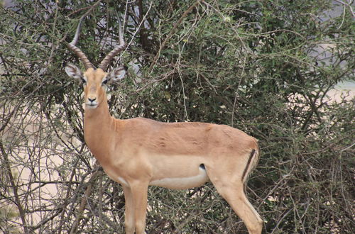 Photo 33 - Thula Private Lodge