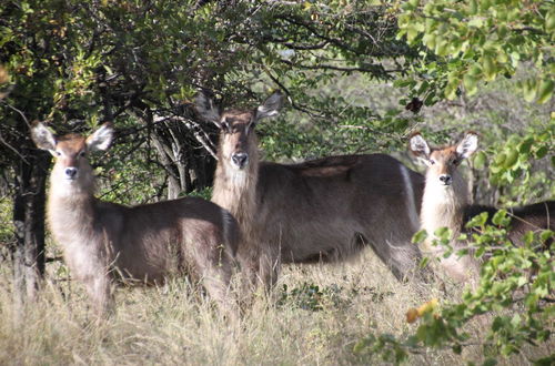 Photo 36 - Thula Private Lodge