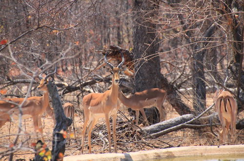 Photo 32 - Thula Private Lodge