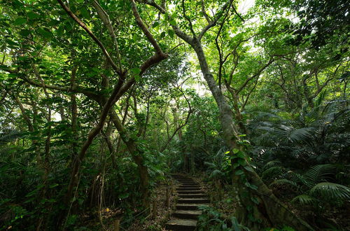 Photo 23 - Regina Ishigaki Ocean Yonehara