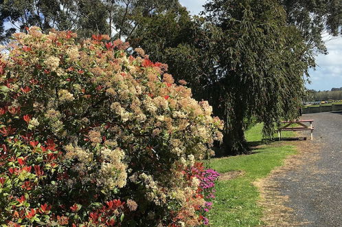 Foto 80 - Limestone Coast Tourist Park