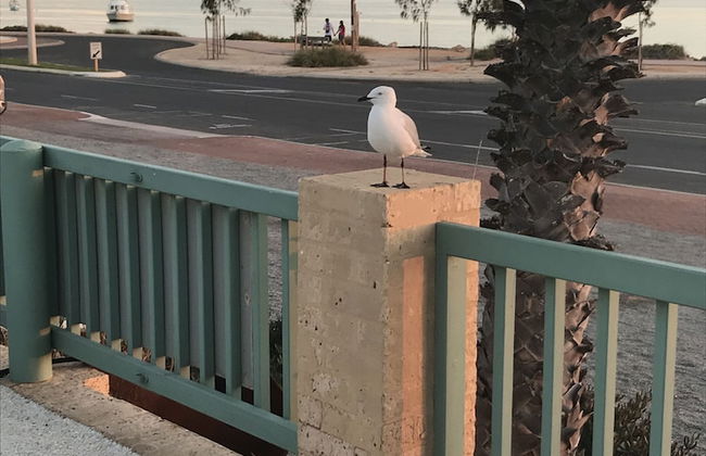 Shark Bay Seafront Apartments - Foto 65