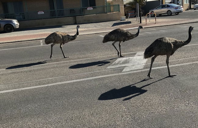 Shark Bay Seafront Apartments - Foto 60