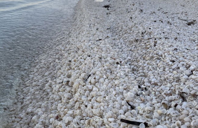 Shark Bay Seafront Apartments - Foto 71