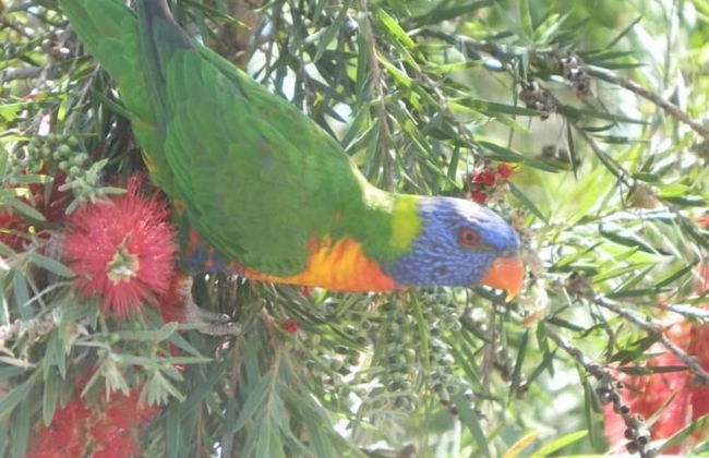 Pepper Tree Cabins - Foto 27