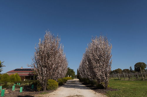 Foto 48 - Barossa Shiraz Estate