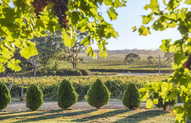 Barossa Shiraz Estate - Foto 52