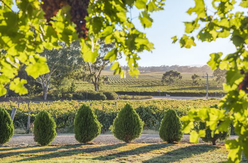 Photo 52 - Barossa Shiraz Estate