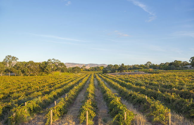 Barossa Shiraz Estate - Foto 46