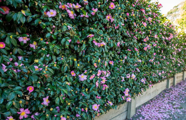 Vivere Retreat - Foto 44